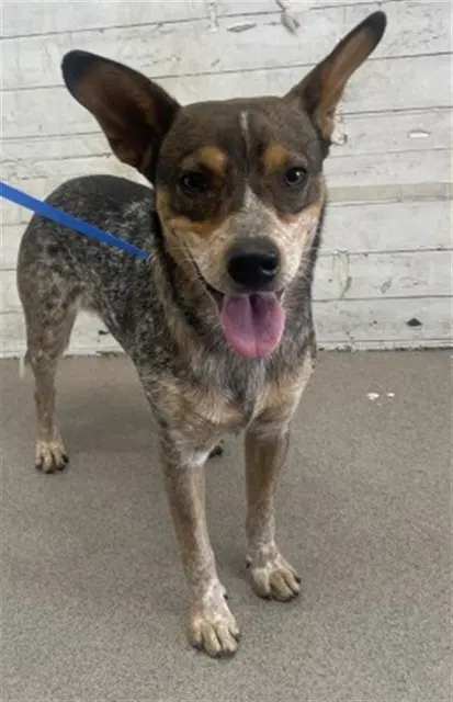 Afton - Australian Cattle Dog/Blue Heeler