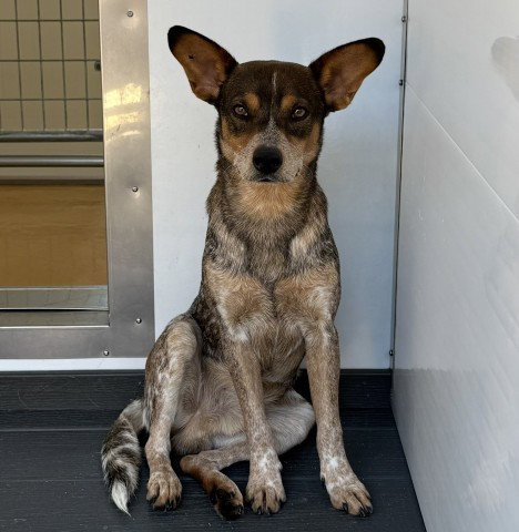 AFTON, a dog for adoption from San Bernardino City Animal Control