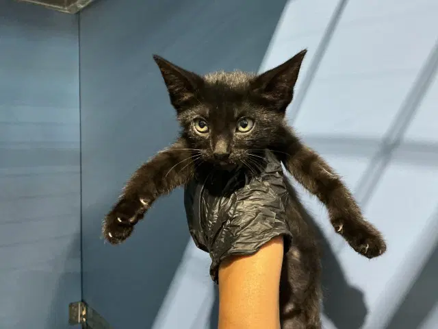 Josephine - Domestic Short Hair