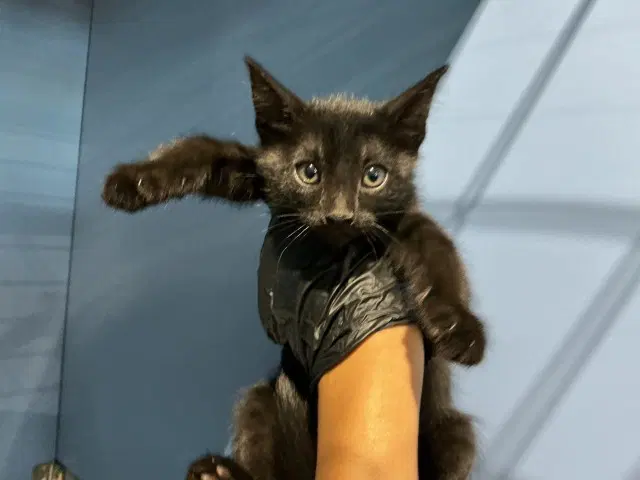 Cookie Butter - Domestic Short Hair