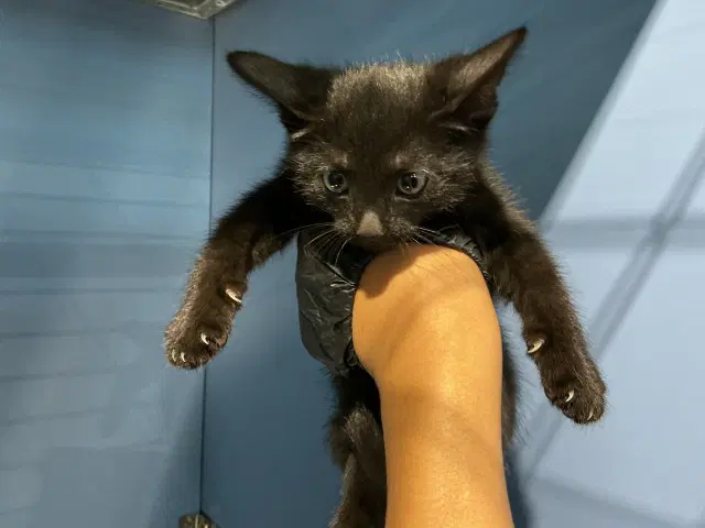 Oreo - Domestic Short Hair