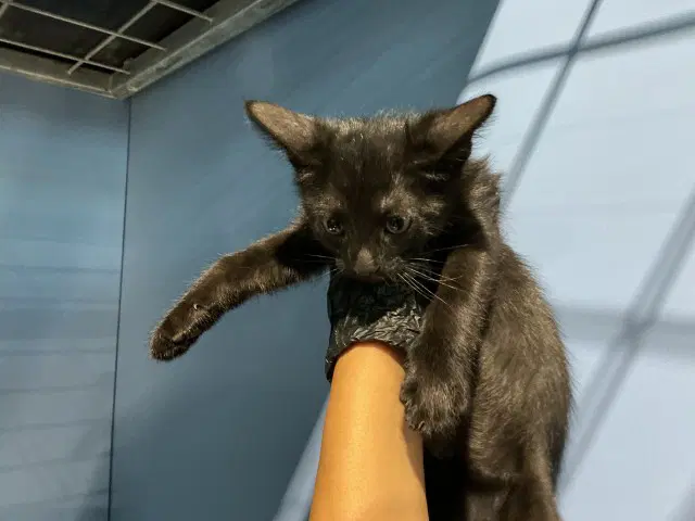 Licorice - Domestic Short Hair