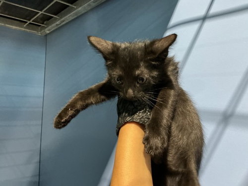 LICORICE, a cat for adoption from San Bernardino City Animal Control