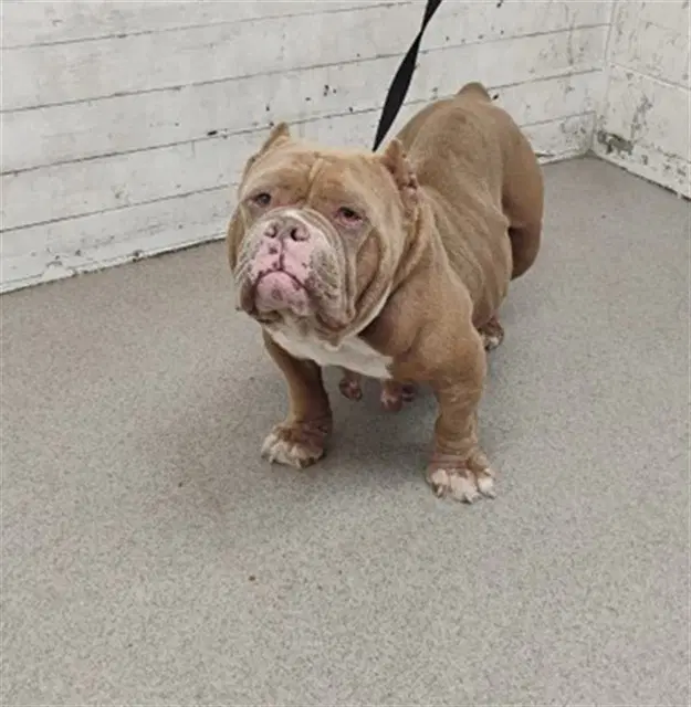 Roxanne - Pit Bull Terrier