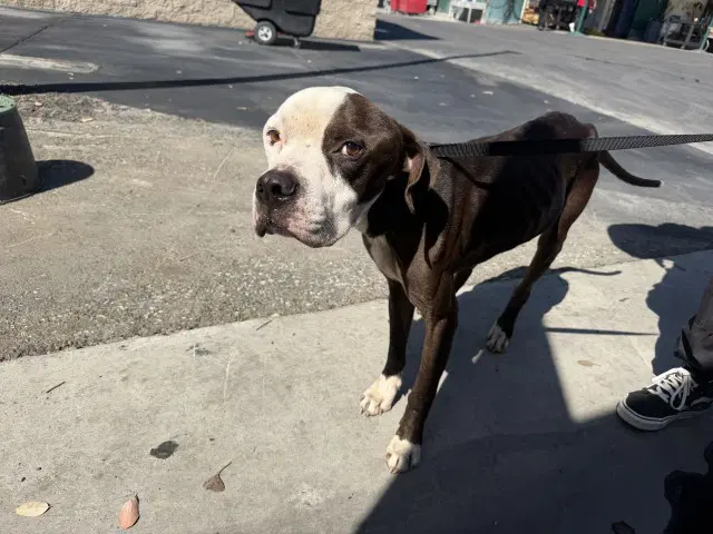 Chappie - Pit Bull Terrier