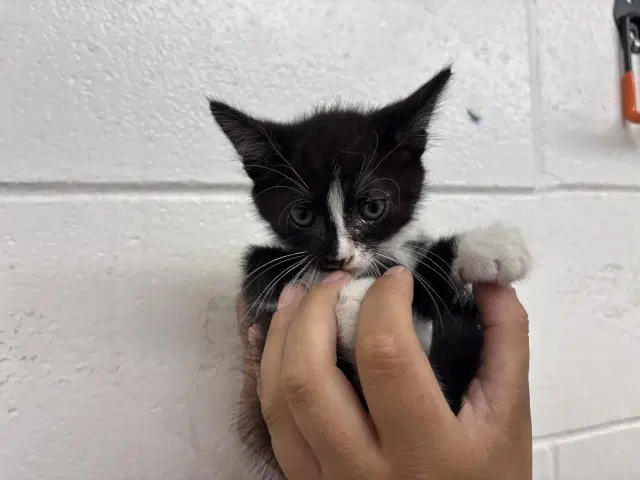Cindy Lou - Domestic Short Hair