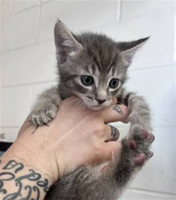 Yin - Domestic Short Hair
