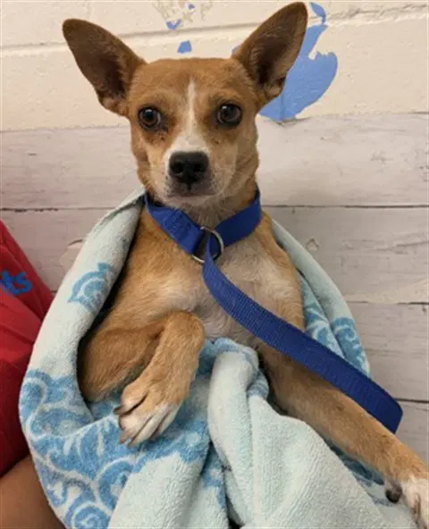 Sasha - Chihuahua