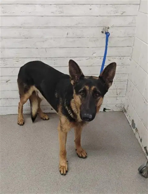 Dawg - German Shepherd Dog