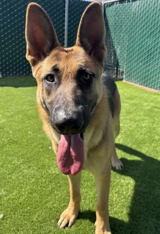 Banks - German Shepherd Dog