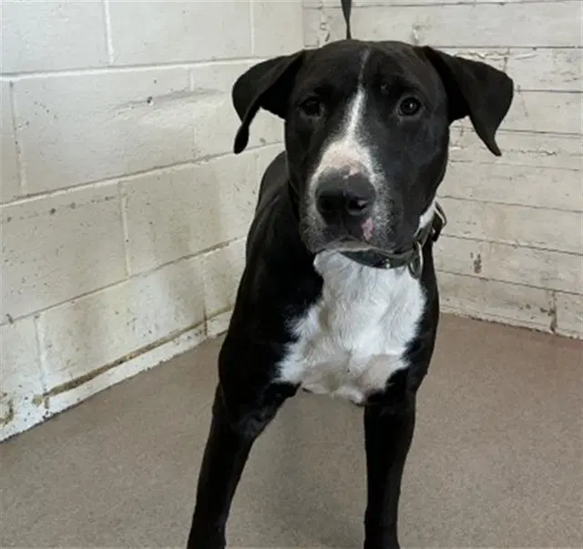 Blazer - Pit Bull Terrier