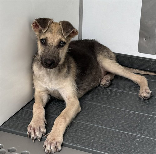 Ginny, German Shepherd Dog (medium coat)