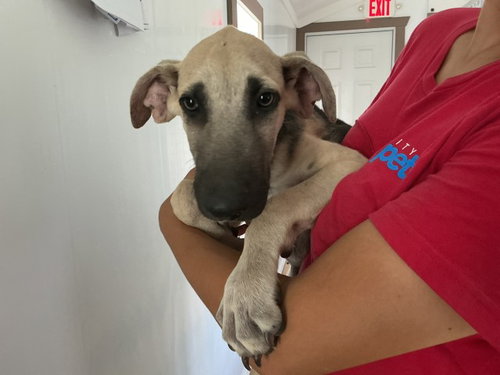 GEORGIE, a dog for adoption from San Bernardino City Animal Control