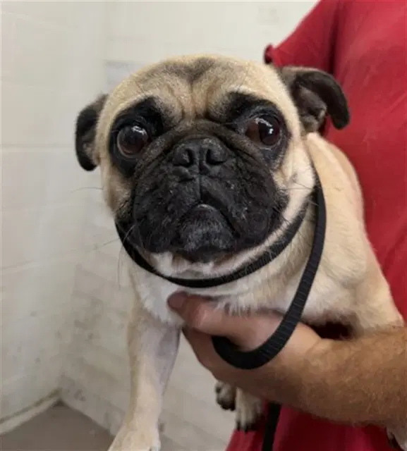 Bruce - Pug