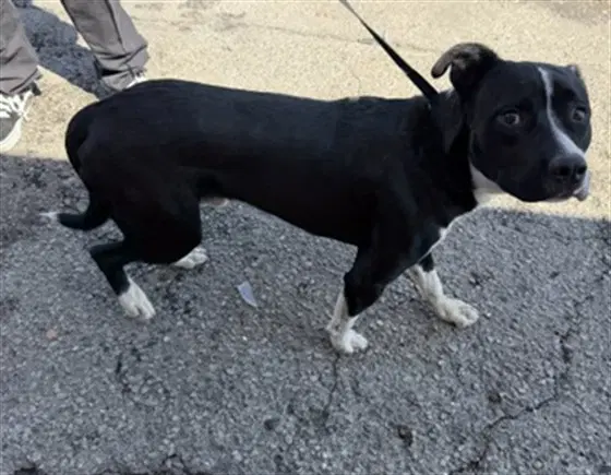 Spencer - Pit Bull Terrier