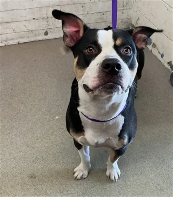 Jethroe - Pit Bull Terrier
