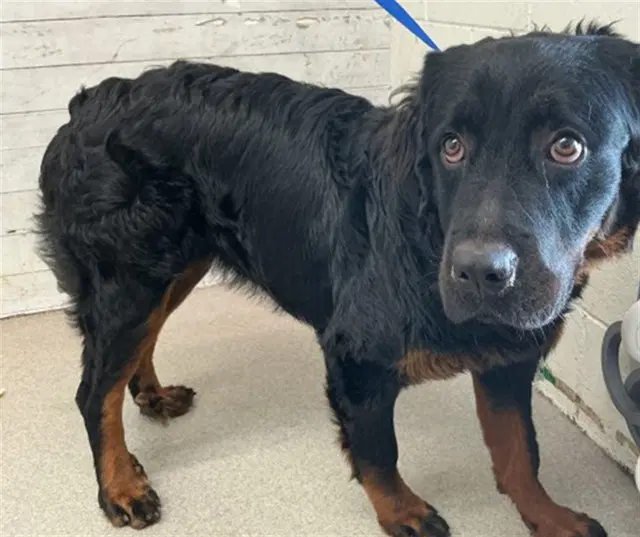 Janice - Rottweiler