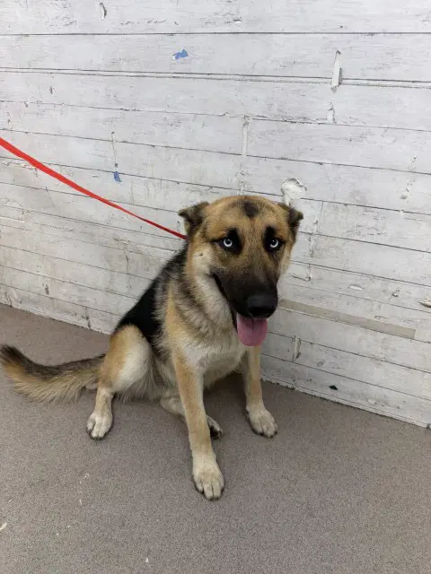 Joshua - German Shepherd Dog