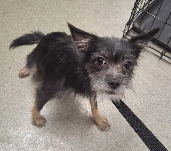 Leona - Terrier