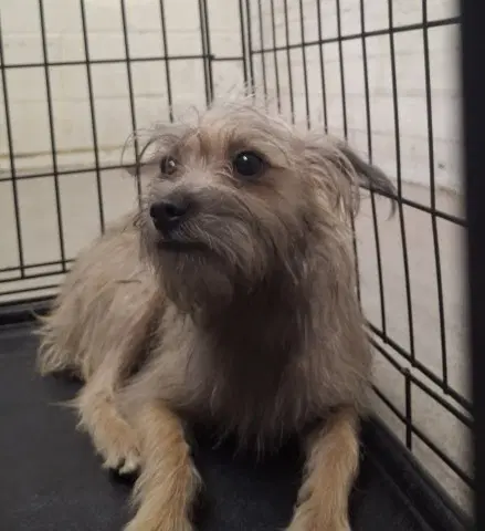 Lainey - Terrier