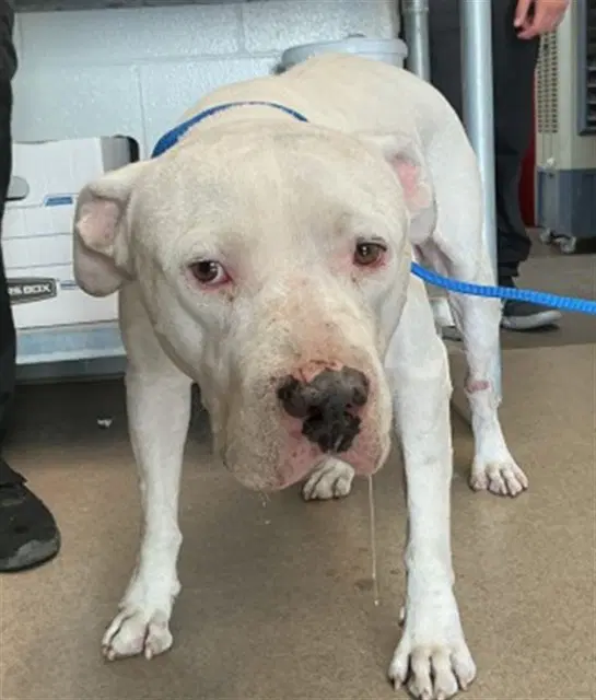 Snow Cone - Pit Bull Terrier