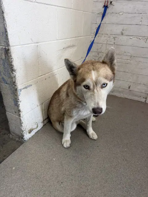 Jezebelle - Siberian Husky