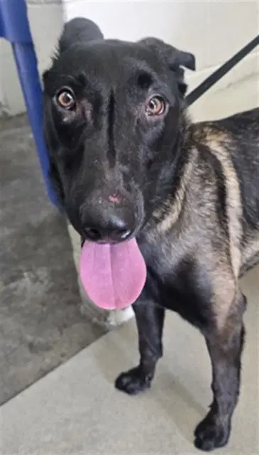 Maligator - Belgian Shepherd Malinois