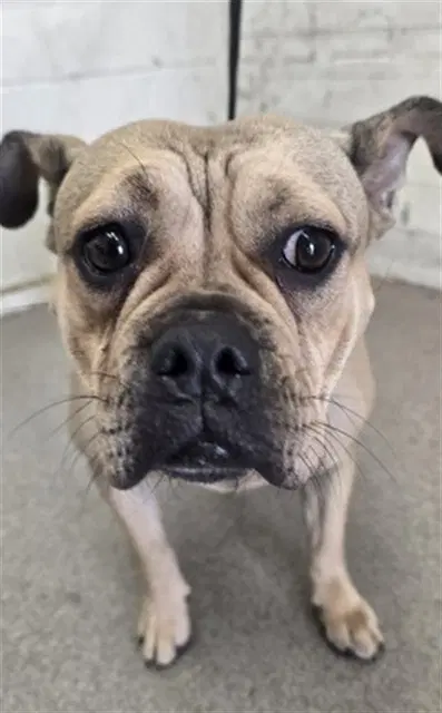Justine - French Bulldog