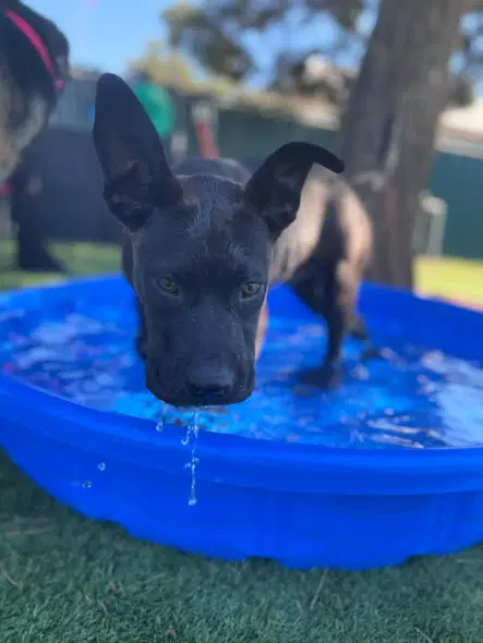Brisket - Labrador Retriever