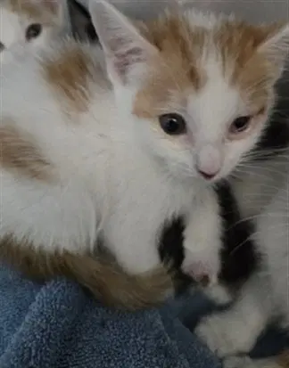 Pikachu - Domestic Short Hair