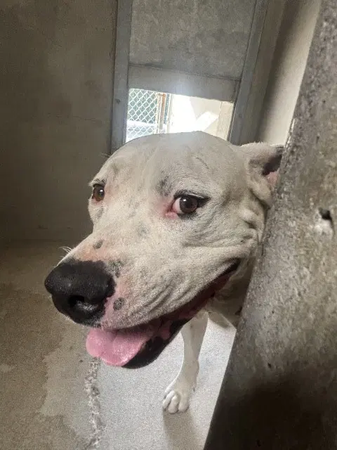 Daniel - Pit Bull Terrier