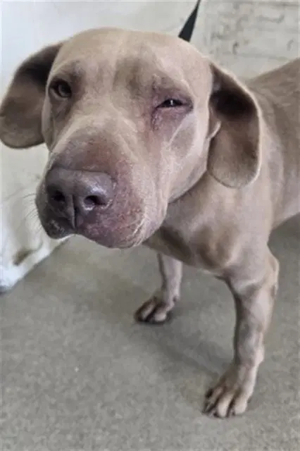 Kenna - Pit Bull Terrier