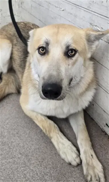 Rylee - German Shepherd Dog