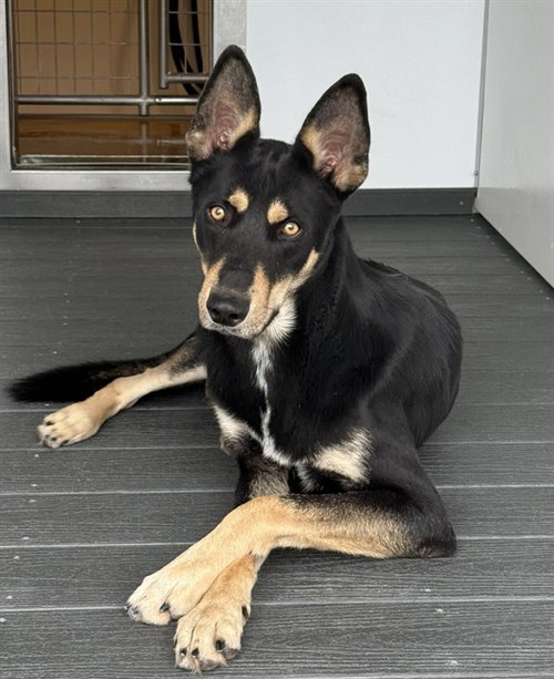 Leo, German Shepherd Dog / Mixed (medium coat)