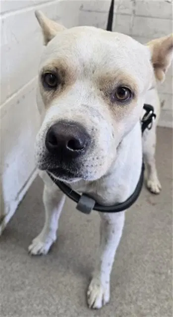 Ledger - Pit Bull Terrier