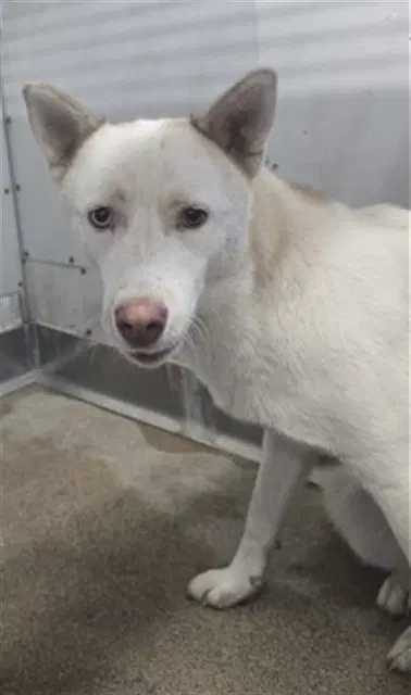 Lorraine - Siberian Husky