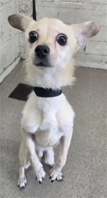 Asher - Chihuahua