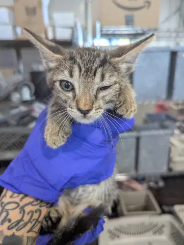 Pablo - Domestic Short Hair