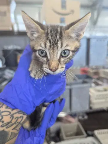 Miguel - Domestic Short Hair