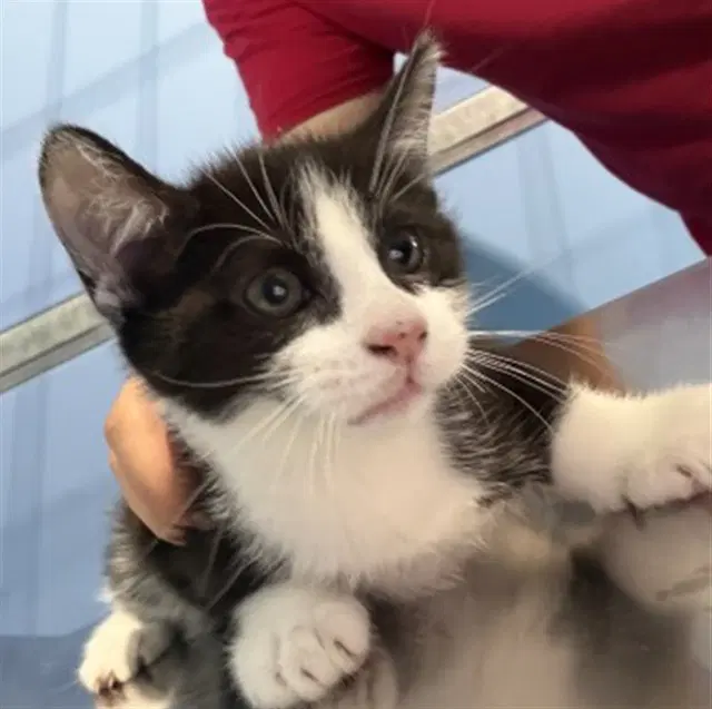 Betty - Domestic Short Hair