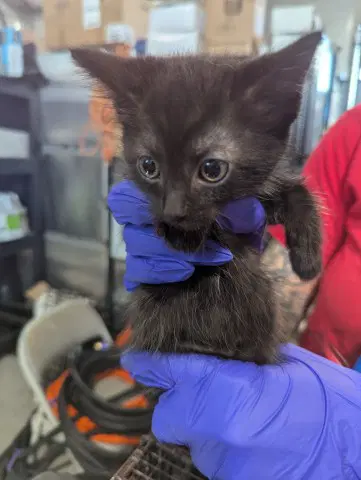 Todd - Domestic Short Hair