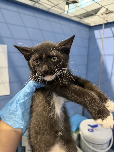 CADE, a cat for adoption from San Bernardino City Animal Control