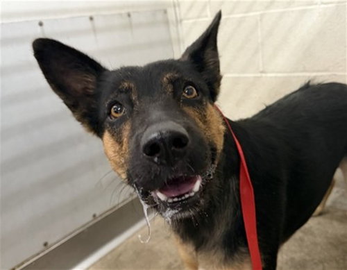 GRACIE, a dog for adoption from San Bernardino City Animal Control