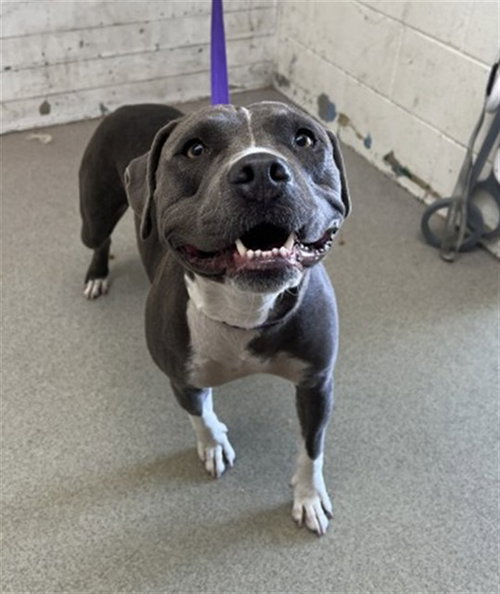 VIOLET, a dog for adoption from San Bernardino City Animal Control
