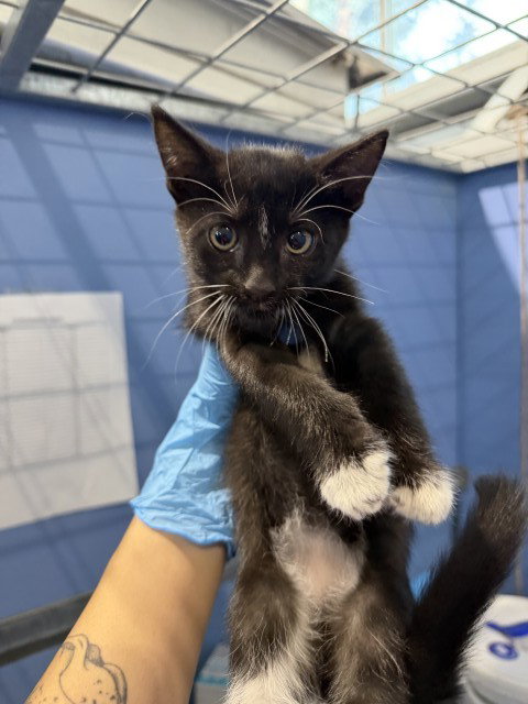 CARLY, a cat for adoption from San Bernardino City Animal Control