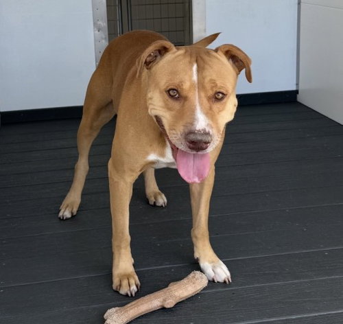 BELLA, a dog for adoption from San Bernardino City Animal Control