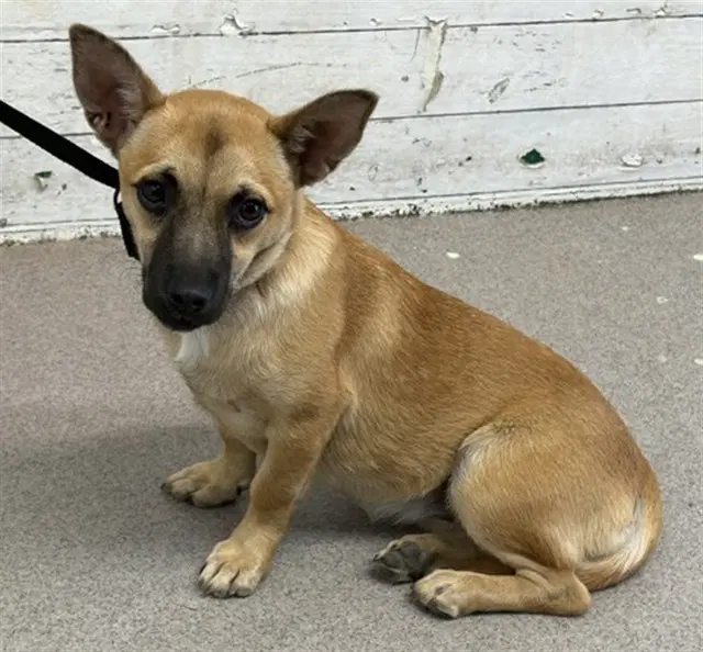 Caroline - Chihuahua