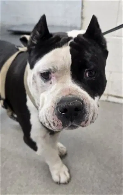 Hercules - Bulldog