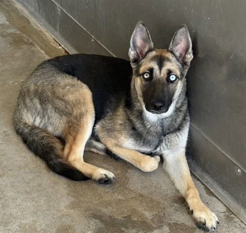 MAEVIS, a dog for adoption from San Bernardino City Animal Control