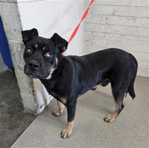 EMMET, a dog for adoption from San Bernardino City Animal Control